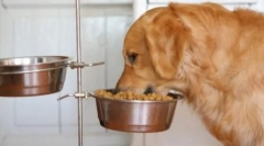 Pasza przemysłowa lub rolka naturalna: co do wyboru dla psów